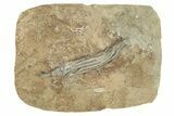 Fossil Crinoid (Hypselocrinus) - Crawfordsville, Indiana #262449-1